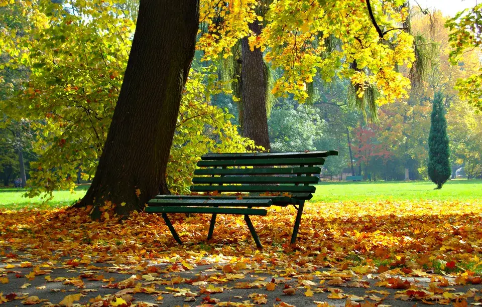 mold removal Bay Point